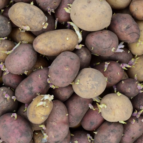 Seed Potatoes