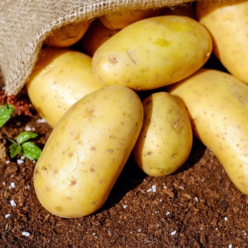 Fresh Potatoes